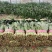 精品河北大叶菠菜质量保证货源充足量大从优欢迎咨询