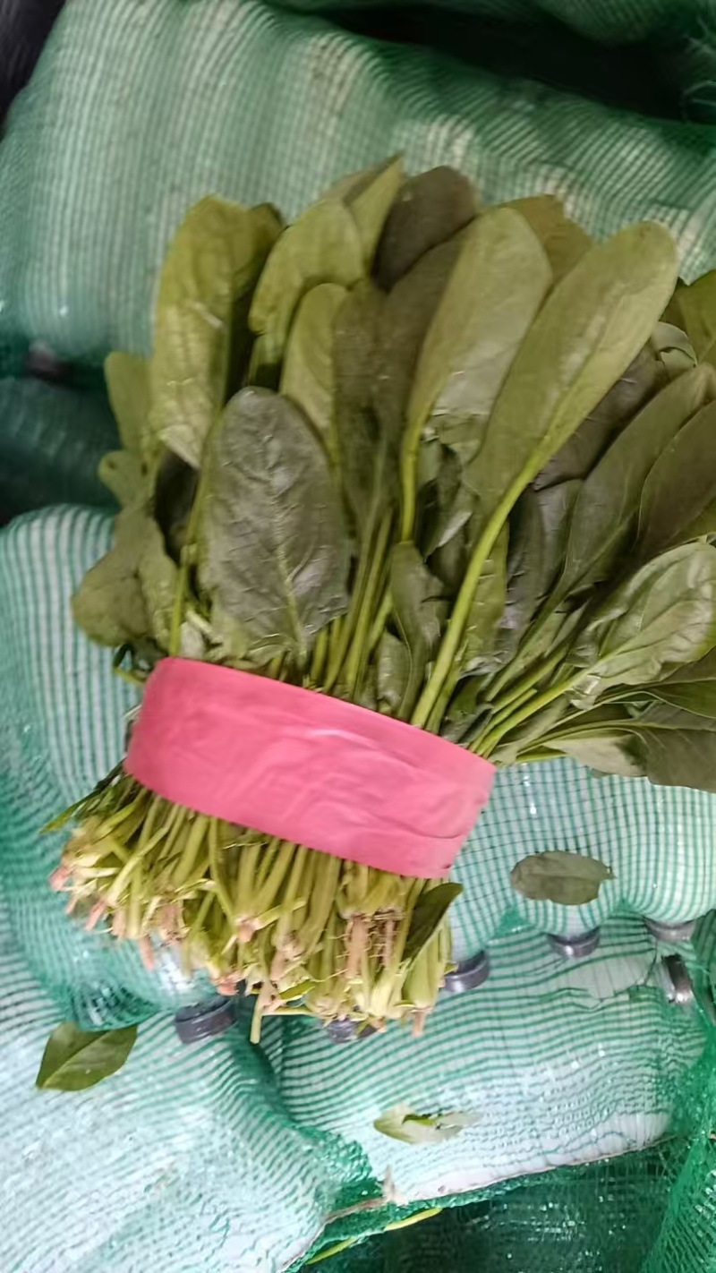 精品河北大叶菠菜质量保证货源充足量大从优欢迎咨询