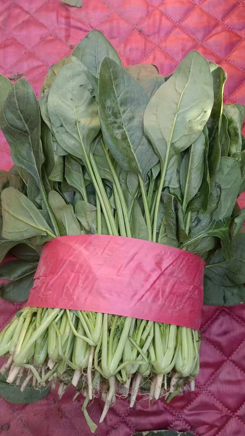 精品河北大叶菠菜质量保证货源充足量大从优欢迎咨询