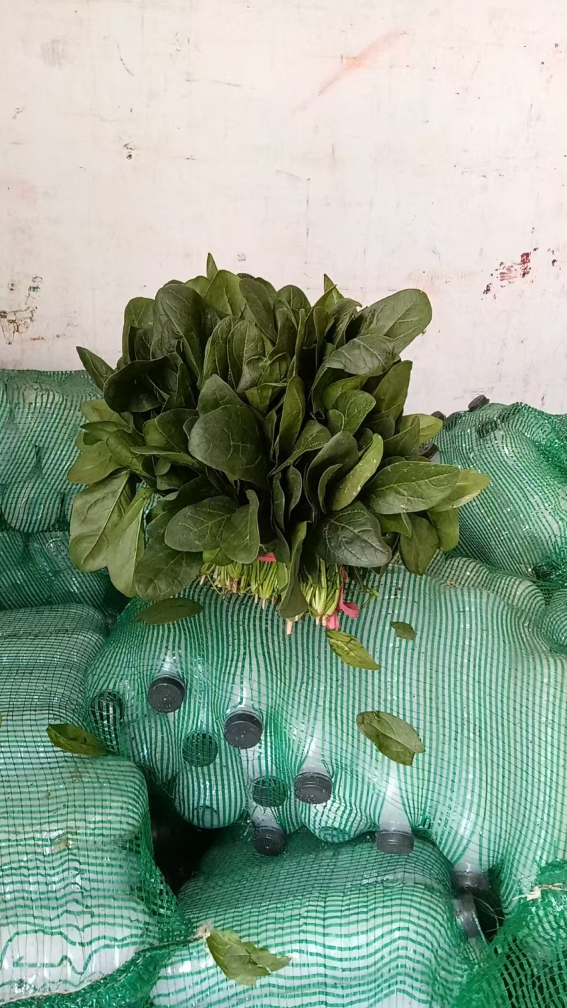 精品河北大叶菠菜质量保证货源充足量大从优欢迎咨询