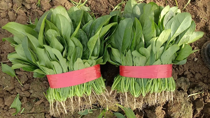 精品河北大叶菠菜质量保证货源充足量大从优欢迎咨询
