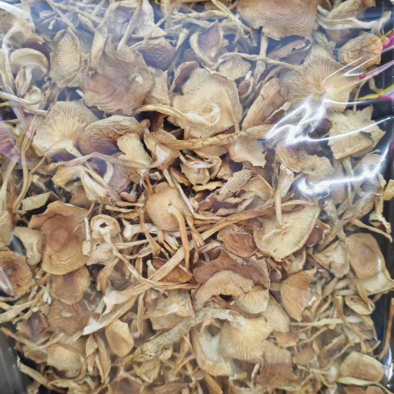 云南山茶茸菇干货大量供应一手货源全国发货