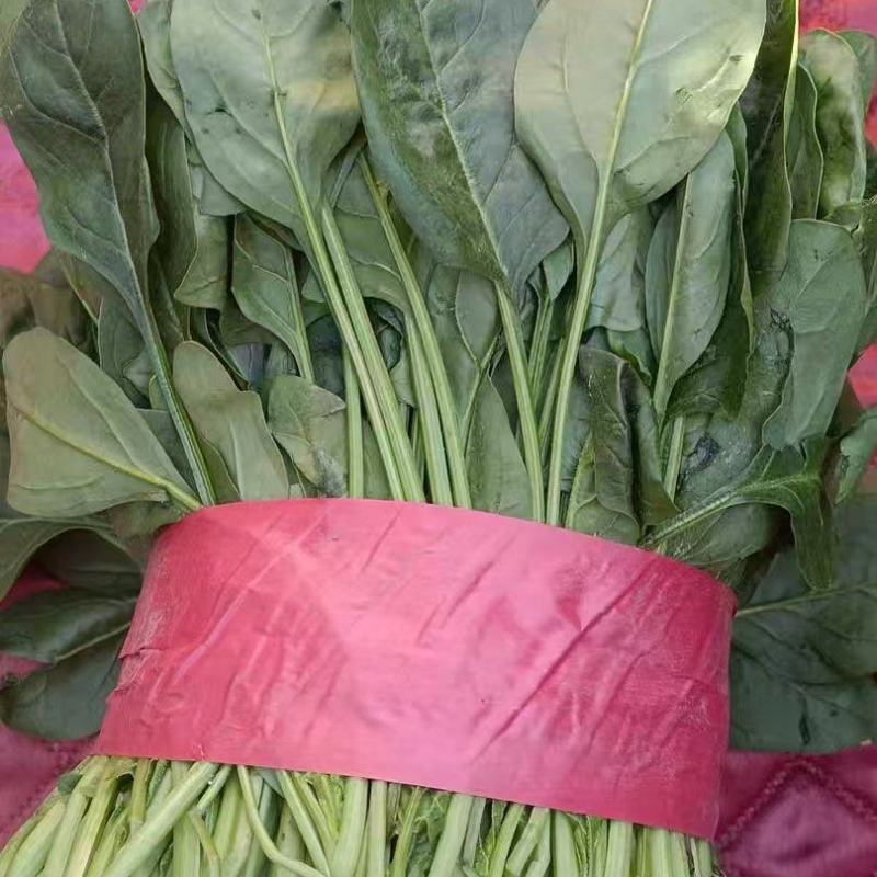 精品大叶菠菜货源充足量大从优产地供应对接全国欢迎咨询