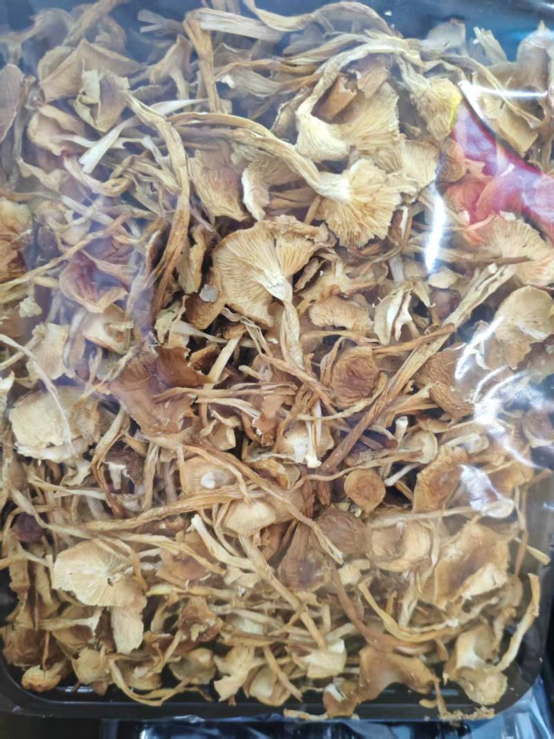 云南山茶茸菇干货大量供应一手货源全国发货