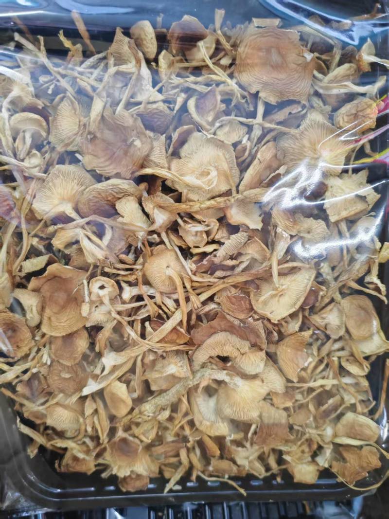 云南山茶茸菇干货大量供应一手货源全国发货