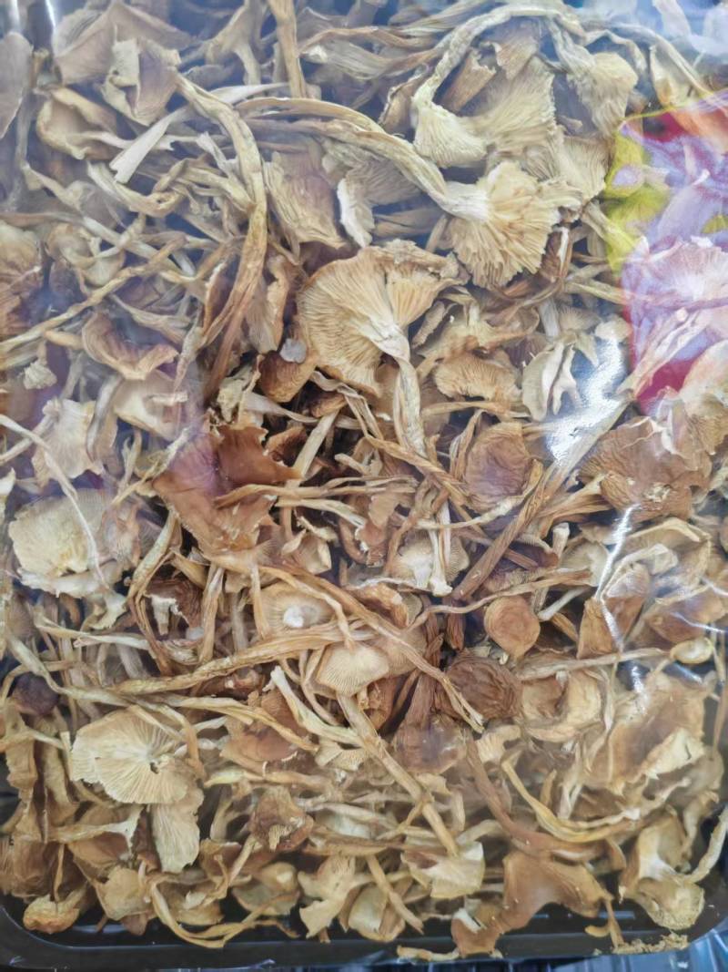 云南山茶茸菇干货大量供应一手货源全国发货