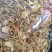 云南山茶茸菇干货大量供应一手货源全国发货