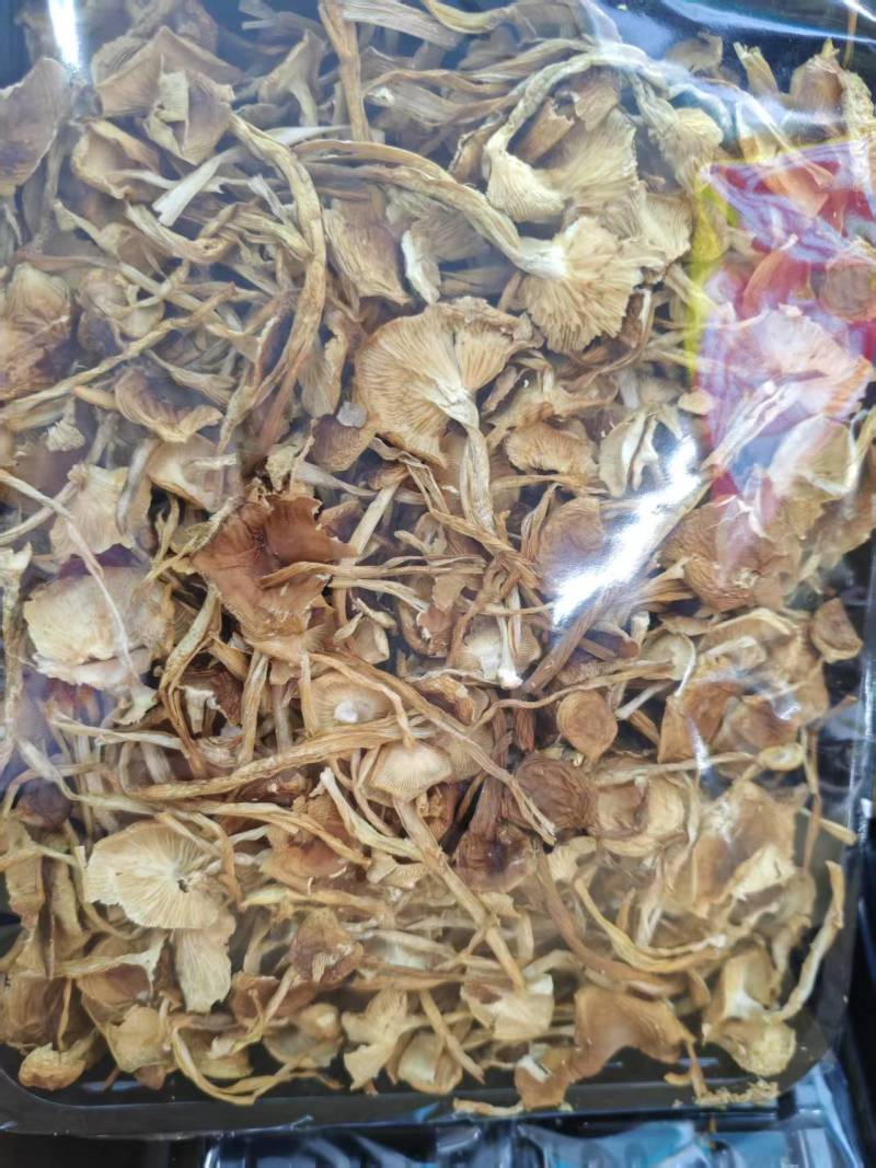云南山茶茸菇干货大量供应一手货源全国发货