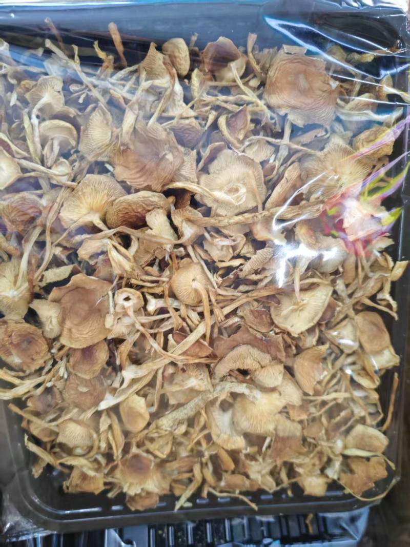 云南山茶茸菇干货大量供应一手货源全国发货