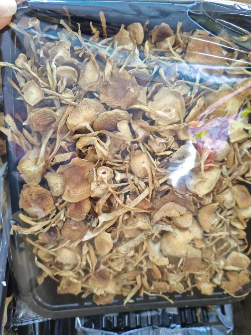 云南山茶茸菇干货大量供应一手货源全国发货