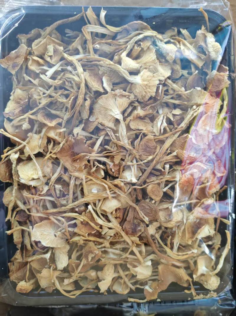 云南山茶茸菇干货大量供应一手货源全国发货