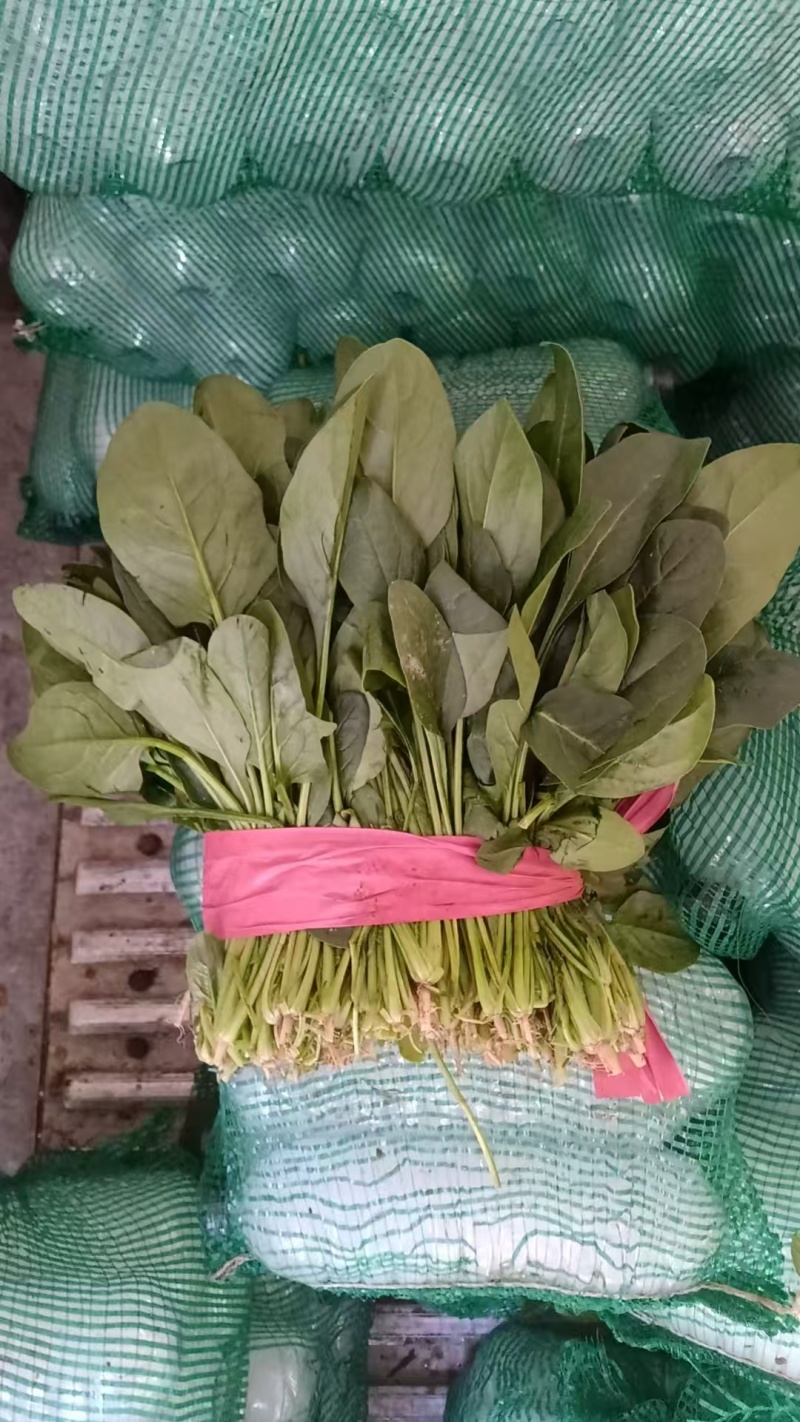 精品大叶菠菜货源充足量大从优产地供应对接全国欢迎咨询
