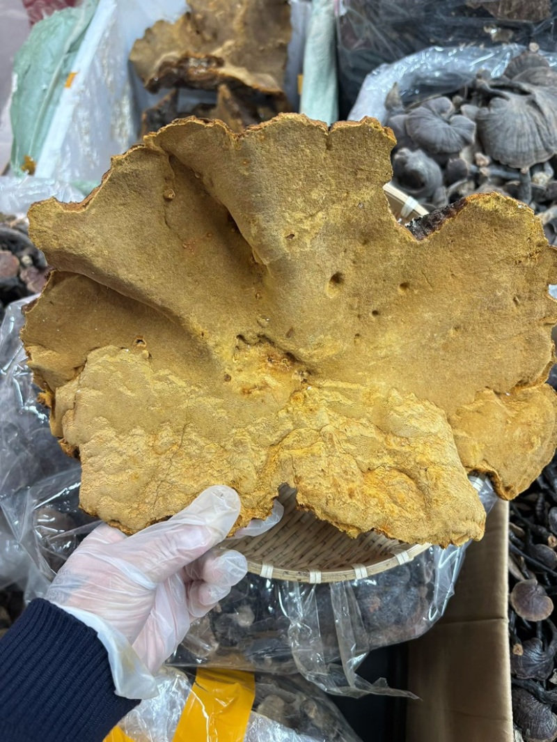 桑黄马蹄黄新货足干肉质黄无硫桑黄（大货批发）