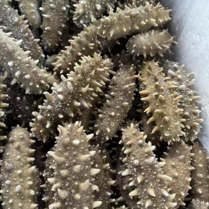 大连鲜食海参/工厂直发/量大价优/可视频看货/欢迎咨询