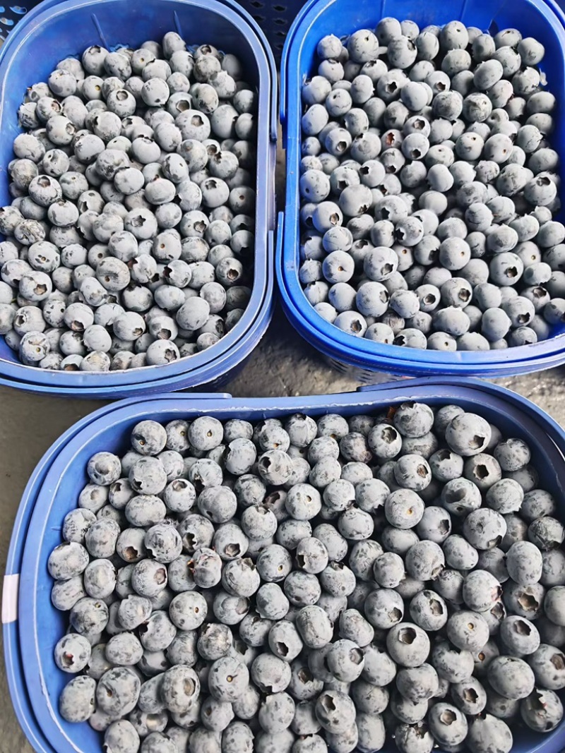 云南电商蓝莓花香F6蓝莓L25蓝莓电商一件代发