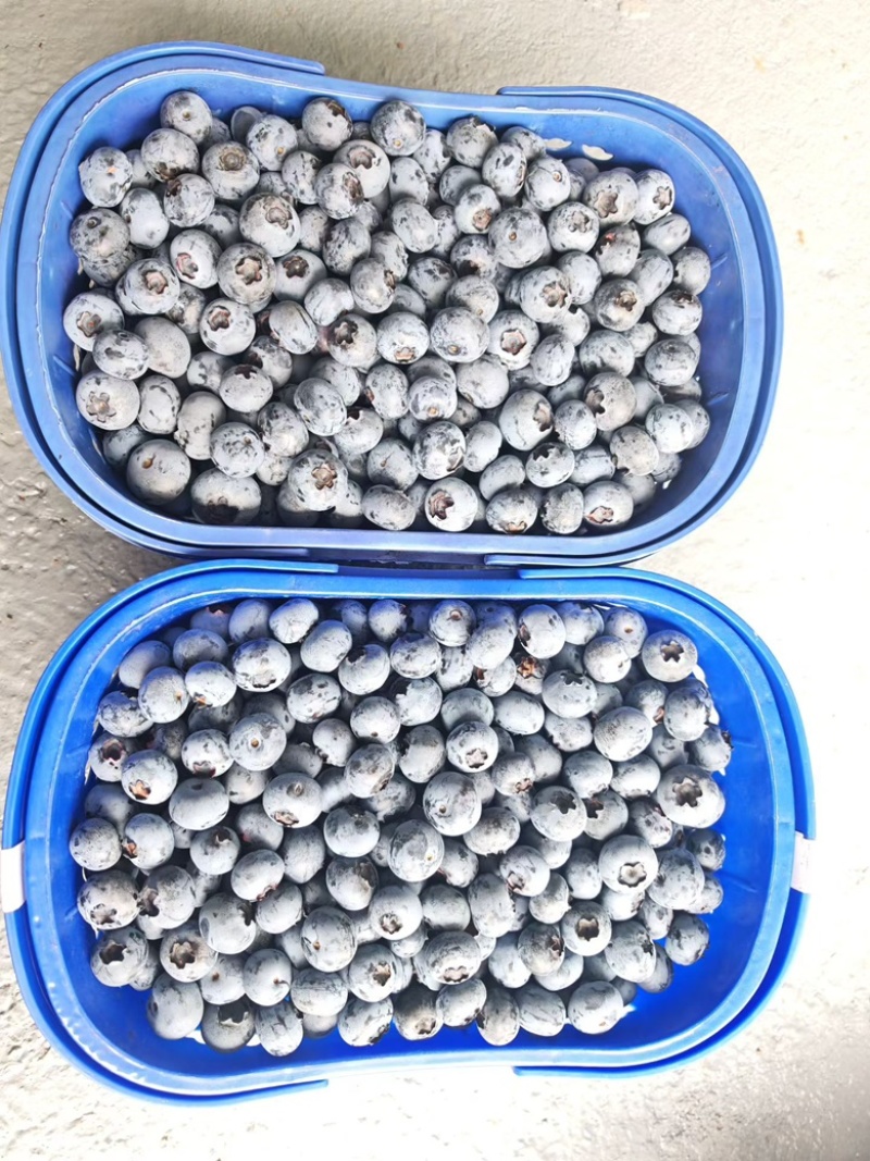 云南电商蓝莓花香F6蓝莓L25蓝莓电商一件代发