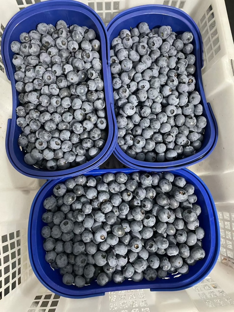 云南电商蓝莓花香F6蓝莓L25蓝莓电商一件代发