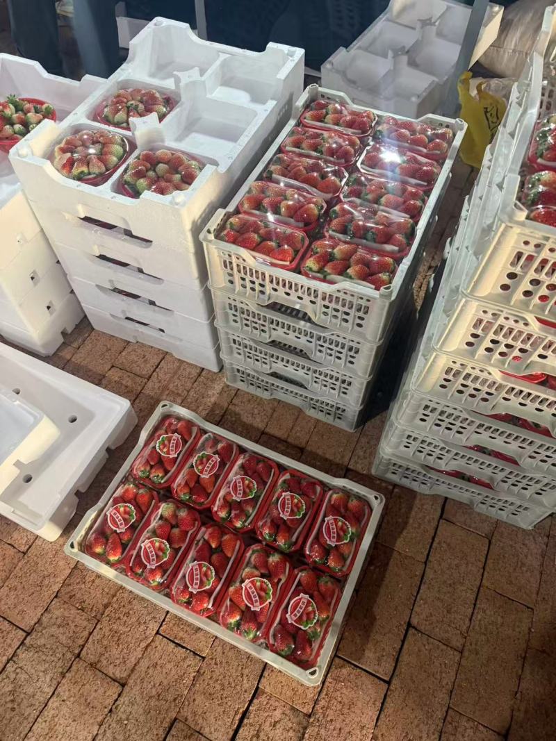 安徽产区天仙醉奶油草莓产地一手货源现摘现发