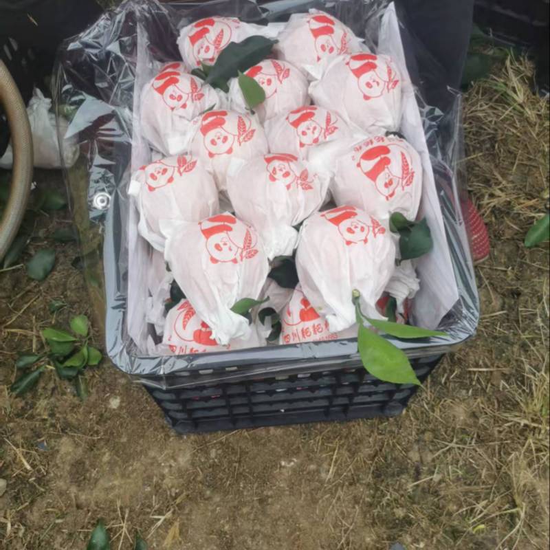 耙耙柑春见柑桔现摘现发支持一件代发包邮欢迎咨询