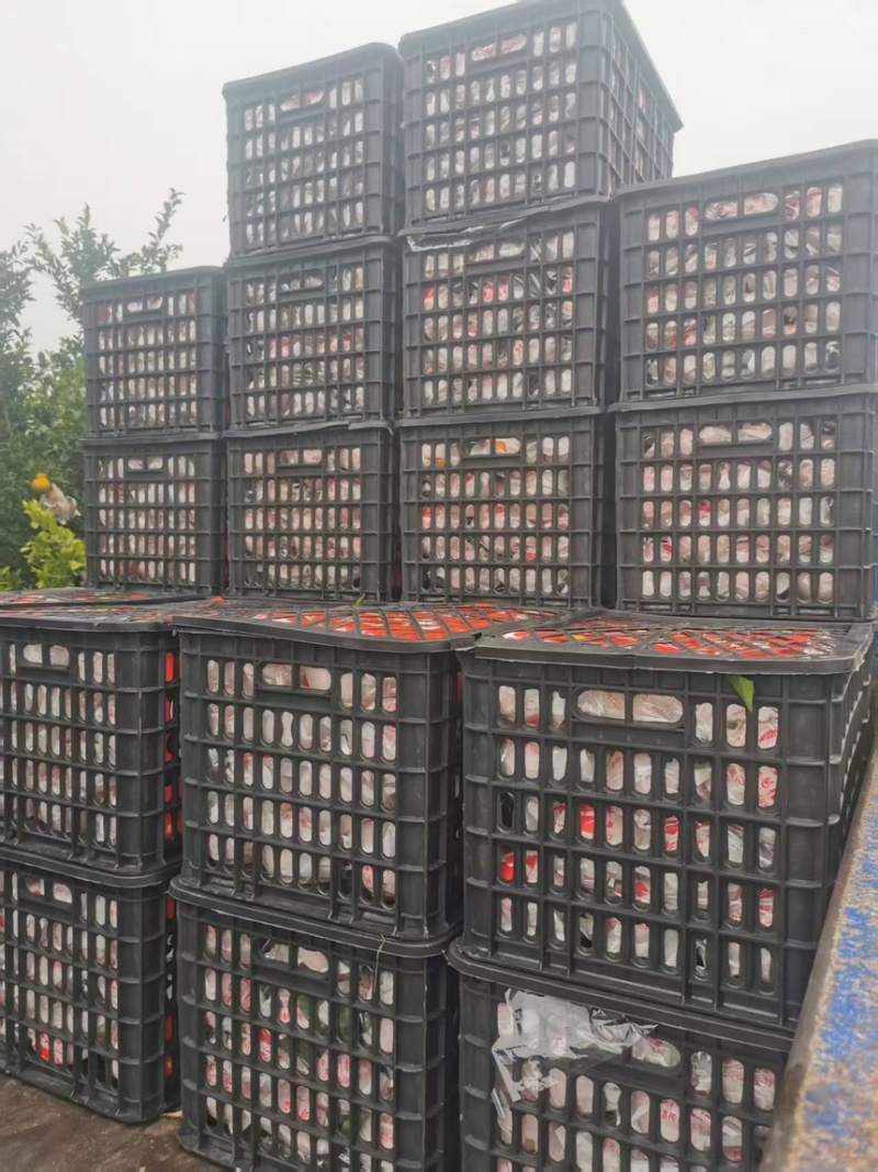耙耙柑春见柑桔现摘现发支持一件代发包邮欢迎咨询