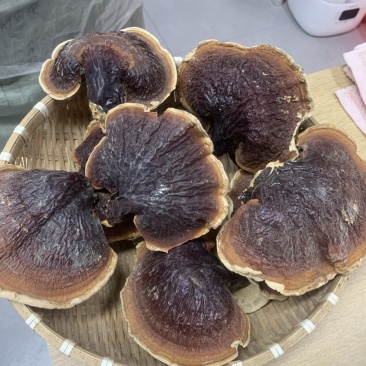 灵芝长白山松杉灵芝白心白肉一手货源