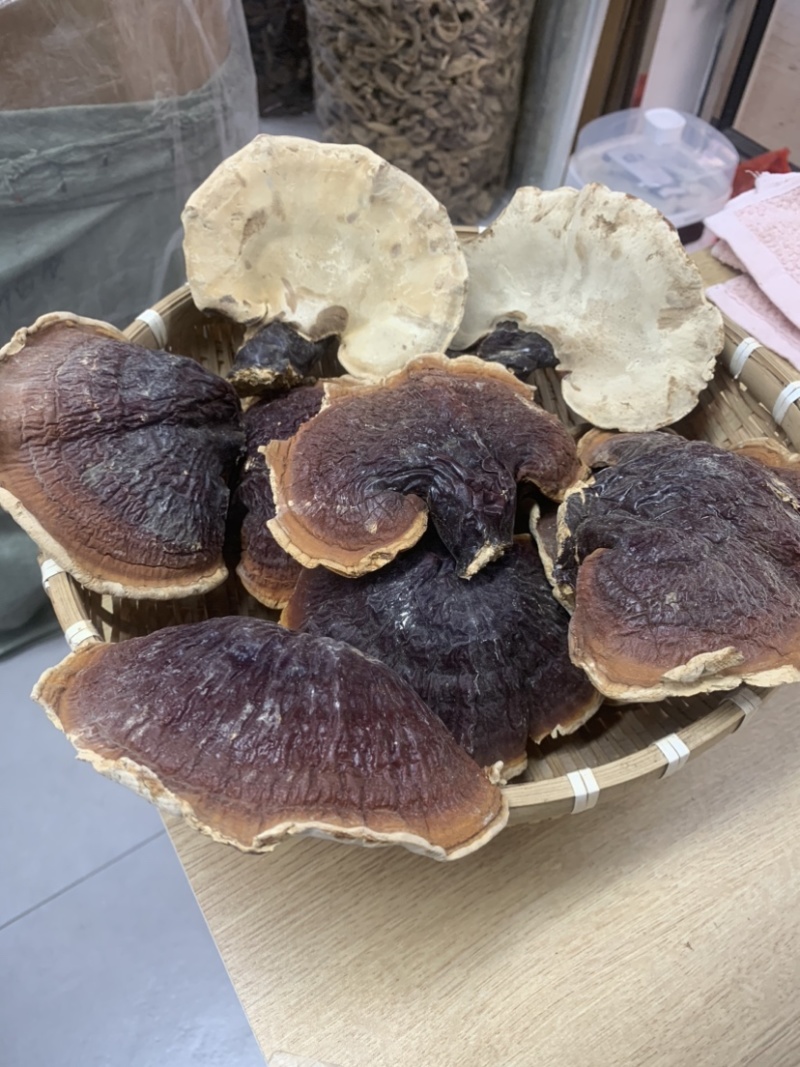 灵芝长白山松杉灵芝白心白肉一手货源