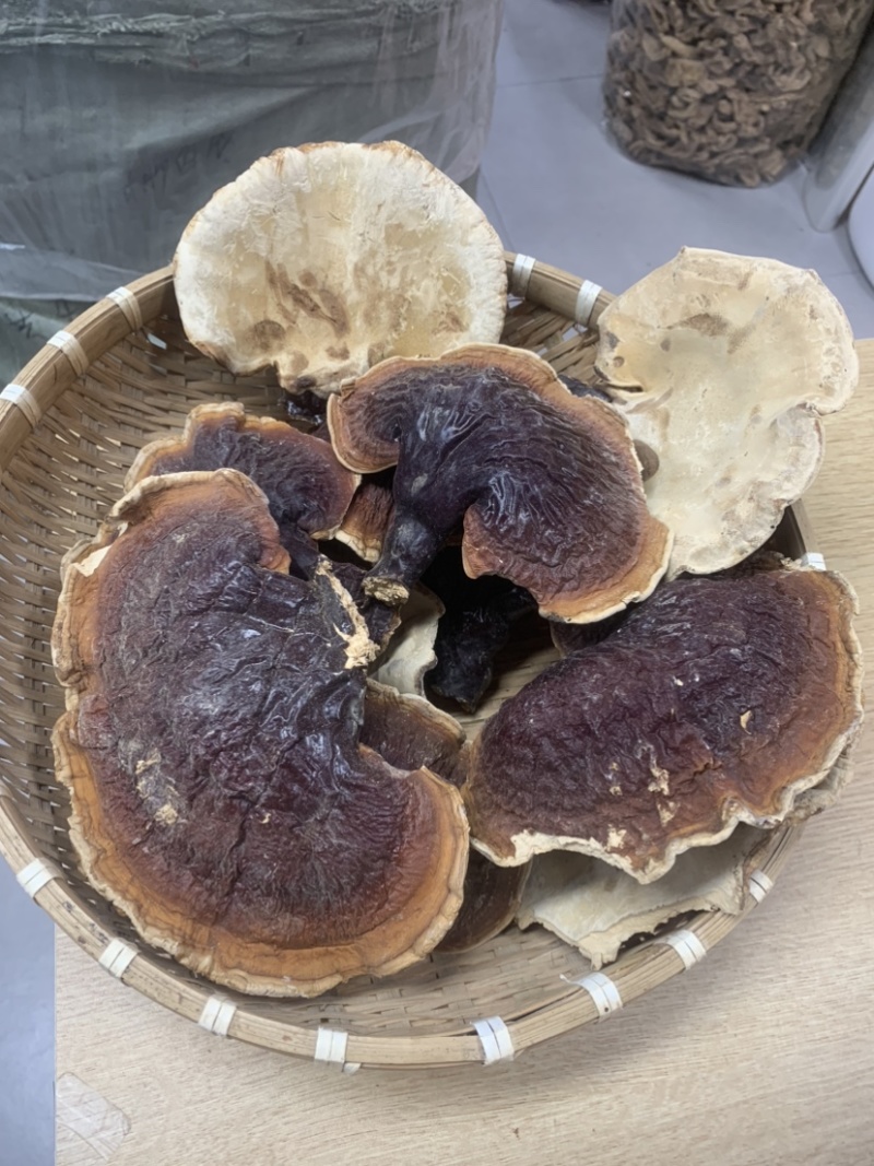 灵芝长白山松杉灵芝白心白肉一手货源
