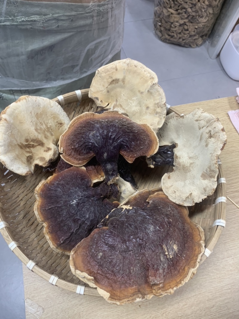 灵芝长白山松杉灵芝白心白肉一手货源