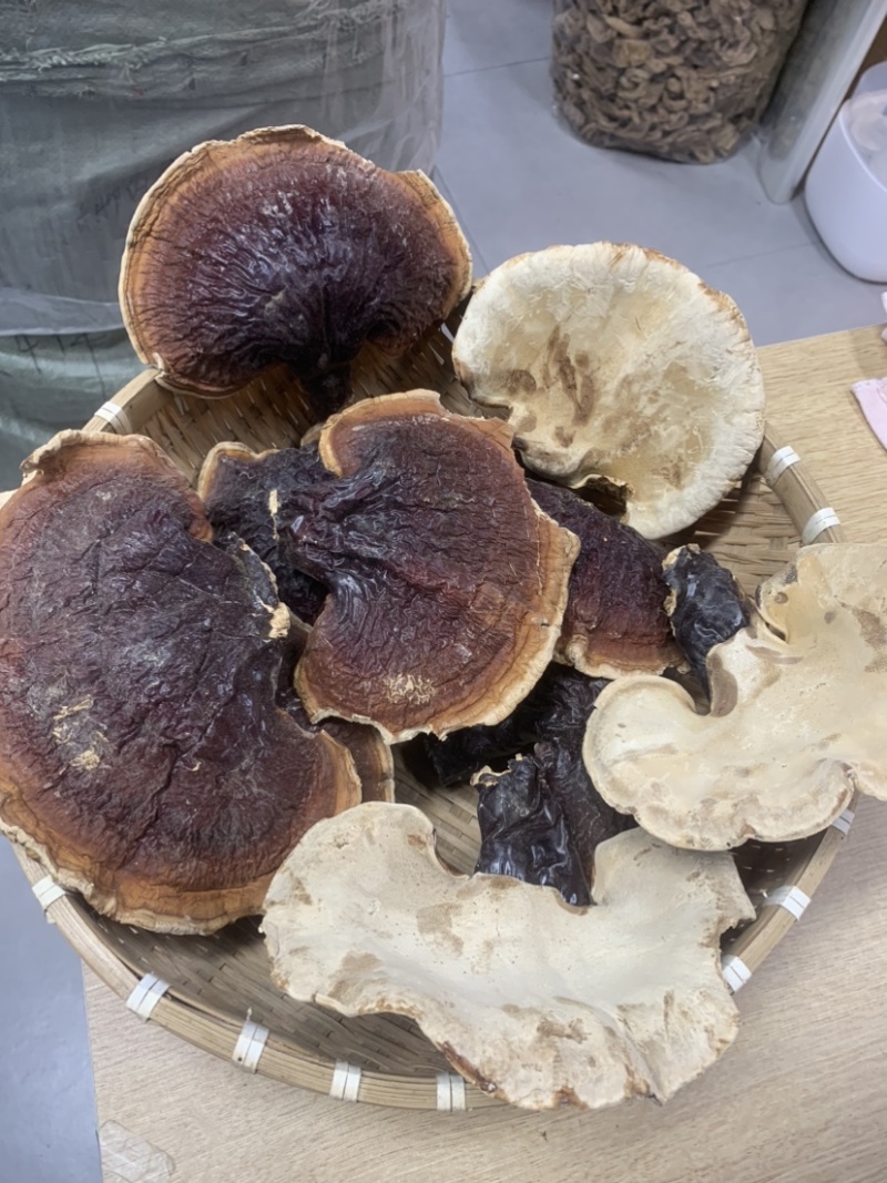 灵芝长白山松杉灵芝白心白肉一手货源