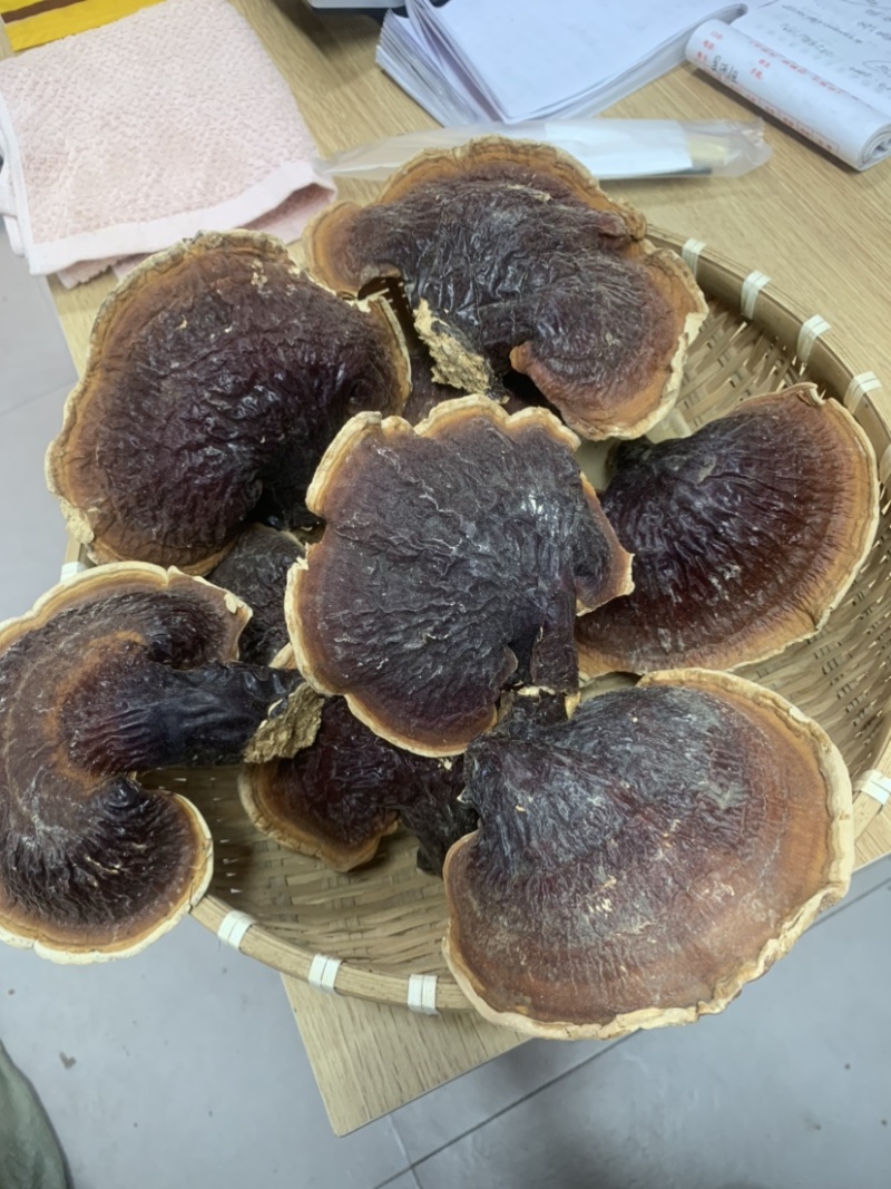灵芝长白山松杉灵芝白心白肉一手货源