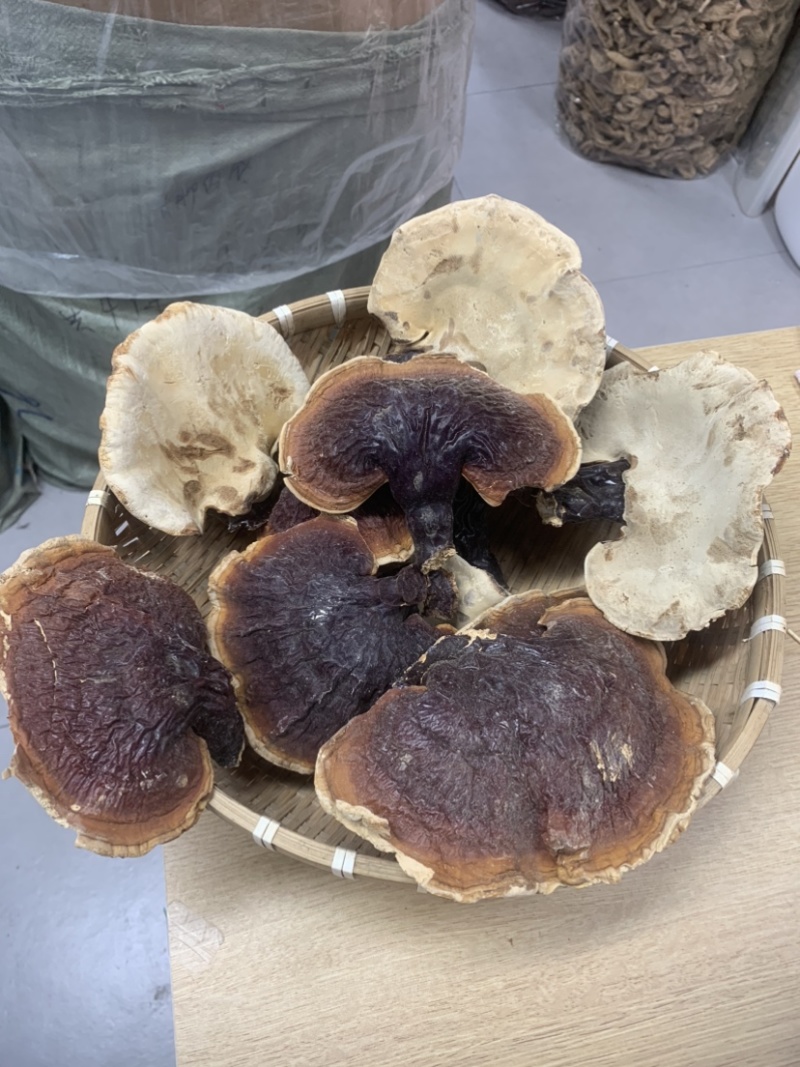 灵芝长白山松杉灵芝白心白肉一手货源