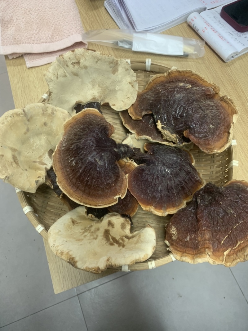 灵芝长白山松杉灵芝白心白肉一手货源