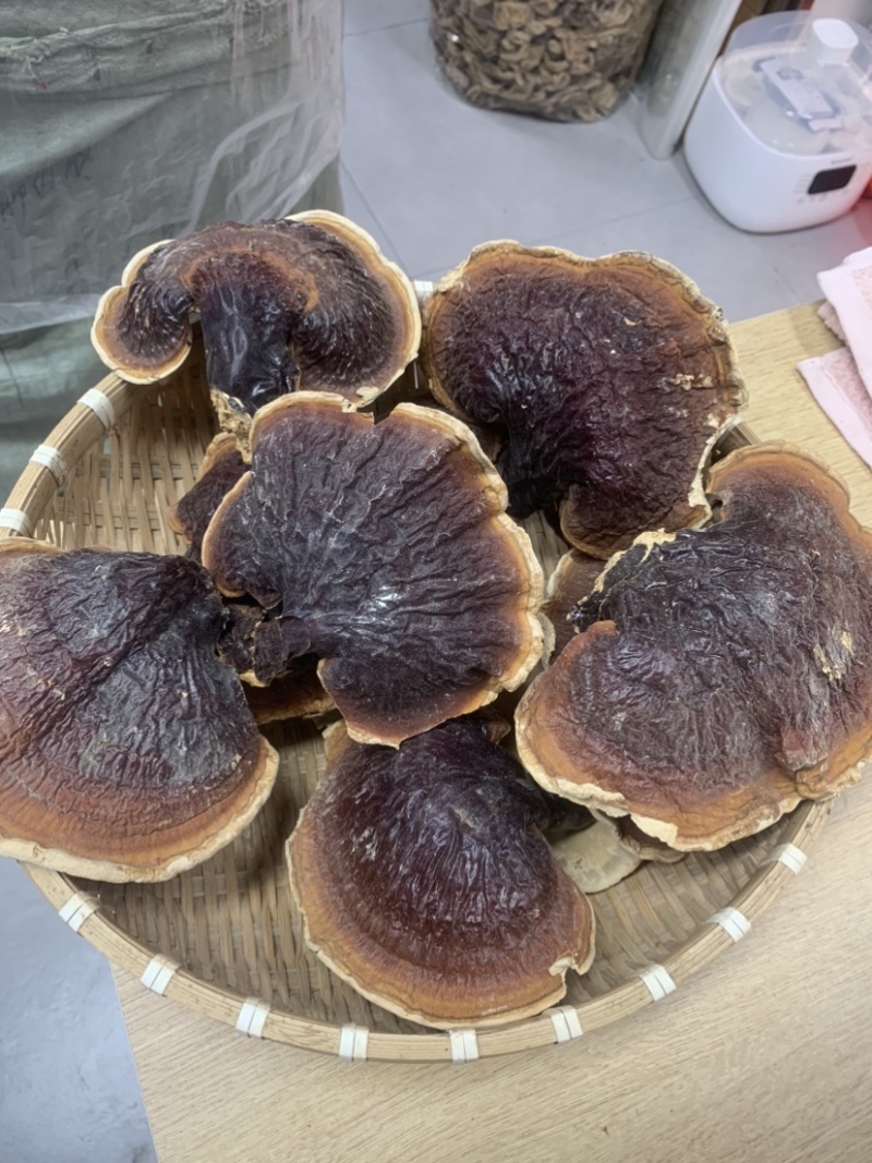 灵芝长白山松杉灵芝白心白肉一手货源
