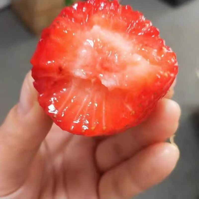 久久草莓