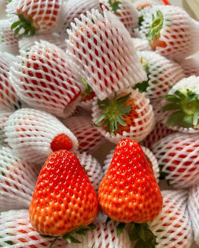 久久草莓