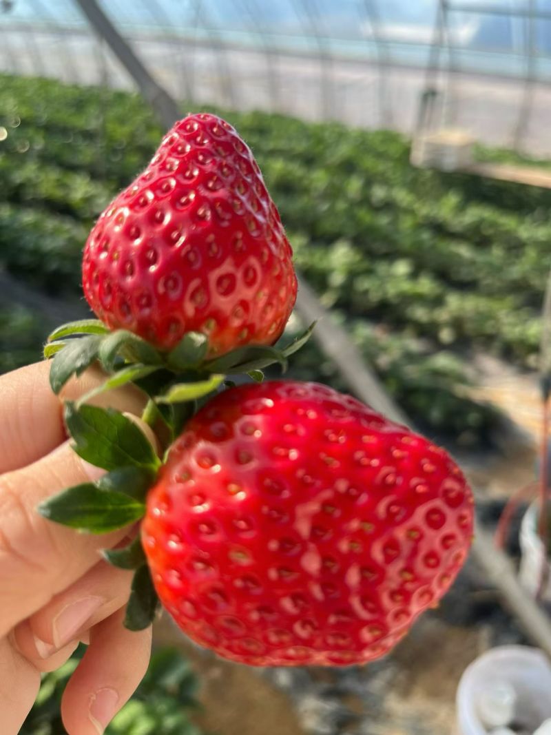 久久草莓