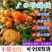 【荐】广西沙糖桔产地直发，一件代发，保质保量，代发全国