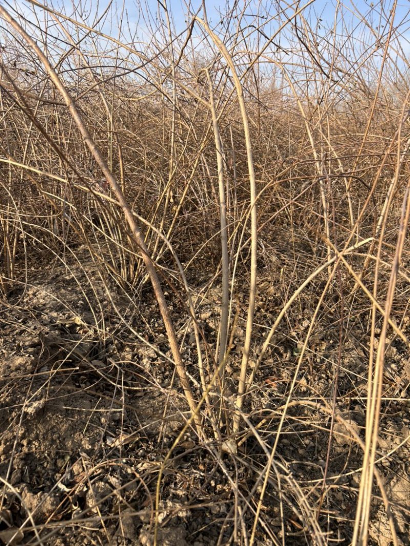 药用连翘树直径2公分5-10个分支可以带土球当年结果