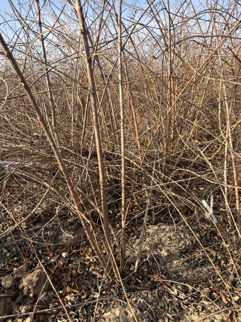 药用连翘树直径2公分5-10个分支可以带土球当年结果