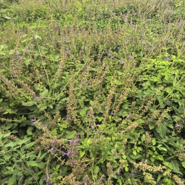 沂蒙山丹参