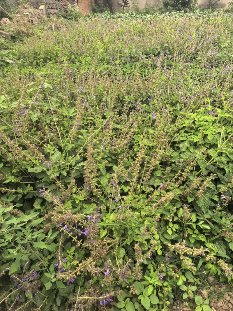 沂蒙山丹参