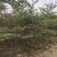 小叶榄仁米径2-3-5公分自家基本大量供应