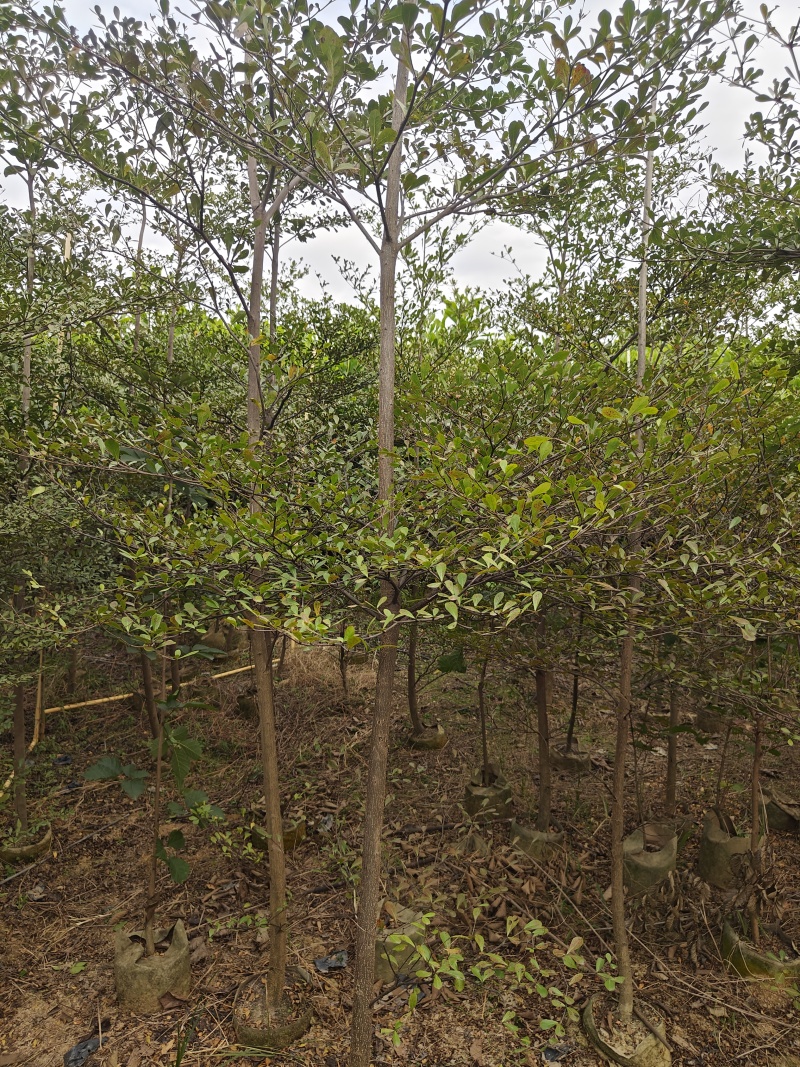 小叶榄仁米径2-3-5公分自家基本大量供应