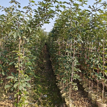 黄花风铃木（多花）米径1-2公分