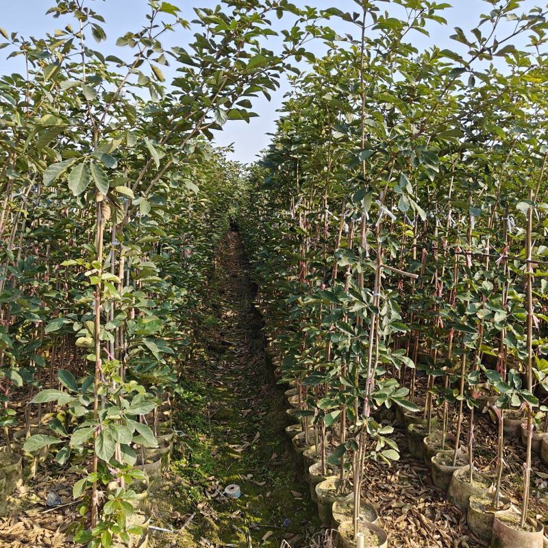 黄花风铃木（多花）米径1-2公分