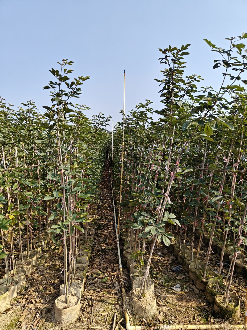 黄花风铃木（多花）米径1-2公分