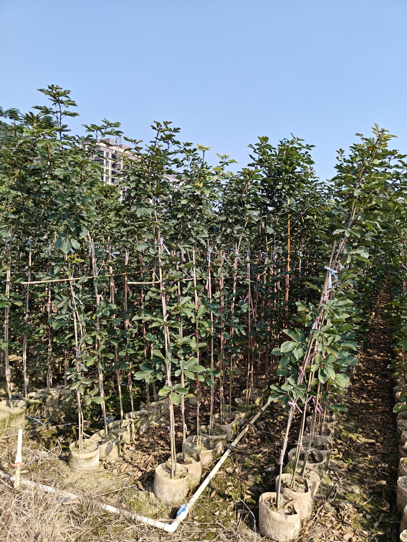 黄花风铃木（多花）米径1-2公分