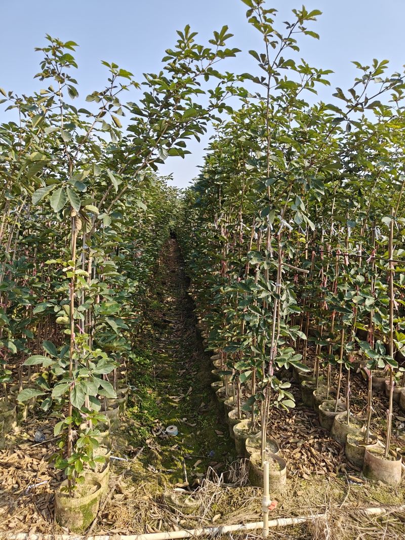 黄花风铃木（多花）米径1-2公分