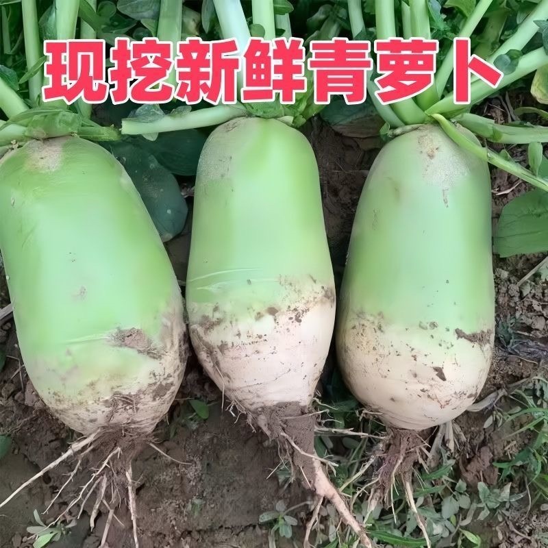 湖北天门青皮白萝卜/产区直发/当天采摘/当天发车