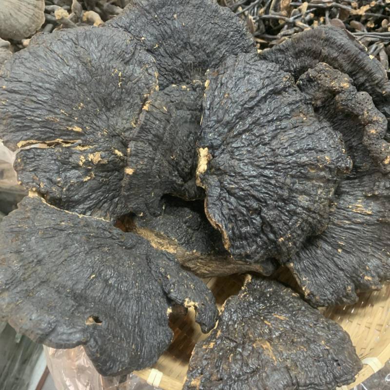 野生薄树芝灵芝薄盖黑芝整个一手货源稳定